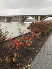Nandina, last roses, view of Key Bridge and Potomac River from Georgetown waterfront, Washington, D.C.