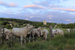 Pasture at Sunset (Le Bec-Hellouin) - Photo of Harcourt