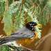Nesting American robin; various poses and behaviours (Image 3)