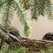 Nesting American robin; various poses and behaviours (Image 19)