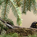 Nesting American robin; various poses and behaviours (Image 18)