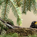 Nesting American robin; various poses and behaviours (Image 17)