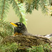 Nesting American robin; various poses and behaviours (Image 14)