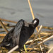 American Coot (Image 4)
