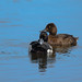 Lesser Scaup with mate