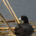 American Coot (Image 5)