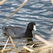 American Coot (Image 2)