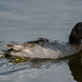 American Coot (Image 3)