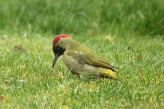 Pivert / Green woodpecker - Photo of Saint-Laurent-Blangy