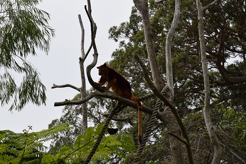 Taronga Zoo, Sydney