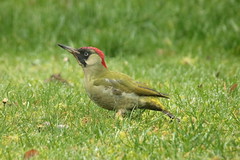 Pivert / Green woodpecker - Photo of Saint-Laurent-Blangy