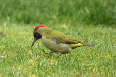Pivert / Green woodpecker - Photo of Boiry-Becquerelle