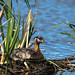 Red-necked Grebe (Image 4)