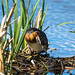 Red-necked Grebe (Image 2)