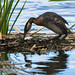 Red-necked Grebe (Image 7)