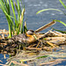 Red-necked Grebe (Image 6)