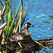 Red-necked Grebe (Image 5)
