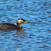 Red-necked Grebe (Image 1)