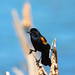 Red-winged Blackbird; poses & behaviours (Image 9)