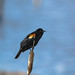 Red-winged Blackbird; poses & behaviours (Image 5)