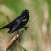 Red-winged Blackbird; poses & behaviours (Image 2)