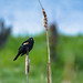 Red-winged Blackbird; poses & behaviours (Image 1)