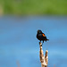 Red-winged Blackbird; poses & behaviours (Image 10)