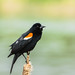Red-winged Blackbird; poses & behaviours (Image 7)