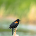 Red-winged Blackbird; poses & behaviours (Image 6)