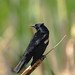 Red-winged Blackbird; poses & behaviours (Image 4)