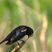 Red-winged Blackbird; poses & behaviours (Image 3)