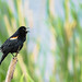 Red-winged Blackbird; poses & behaviours (Image 11)
