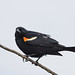 Red-winged Blackbird; poses & behaviours (Image 8)
