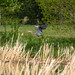 Great Blue Heron in flight (Image 1)