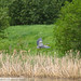 Great Blue Heron in flight (Image 5)