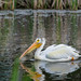American White Pelican(s) at work, rest or play (Image 9)
