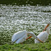 American White Pelican(s) at work, rest or play (Image 4)