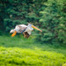 Pelican(s) in flight (Image 5)