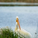 American White Pelican(s) at work, rest or play (Image 8)