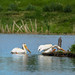 American White Pelican(s) at work, rest or play (Image 7)