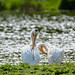 American White Pelican(s) at work, rest or play (Image 6)