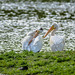 American White Pelican(s) at work, rest or play (Image 5)
