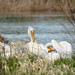 American White Pelican(s) at work, rest or play (Image 1)