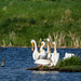 American White Pelican(s) at work, rest or play (Image 3)