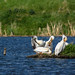 American White Pelican(s) at work, rest or play (Image 2)