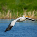 Pelican(s) in flight (Image 2)