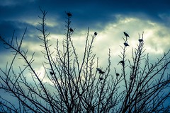 Birds in Winter - Photo of Mauguio