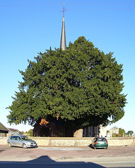 Église Saint-Martin de Bazoques - Photo of Drucourt