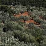 Olive trees in the hills