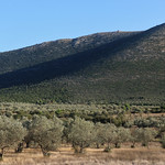 Olive trees and afternoon shadow